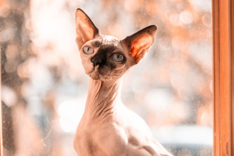 Do Hairless Cats Get Blackheads? 4 Points You Should Know