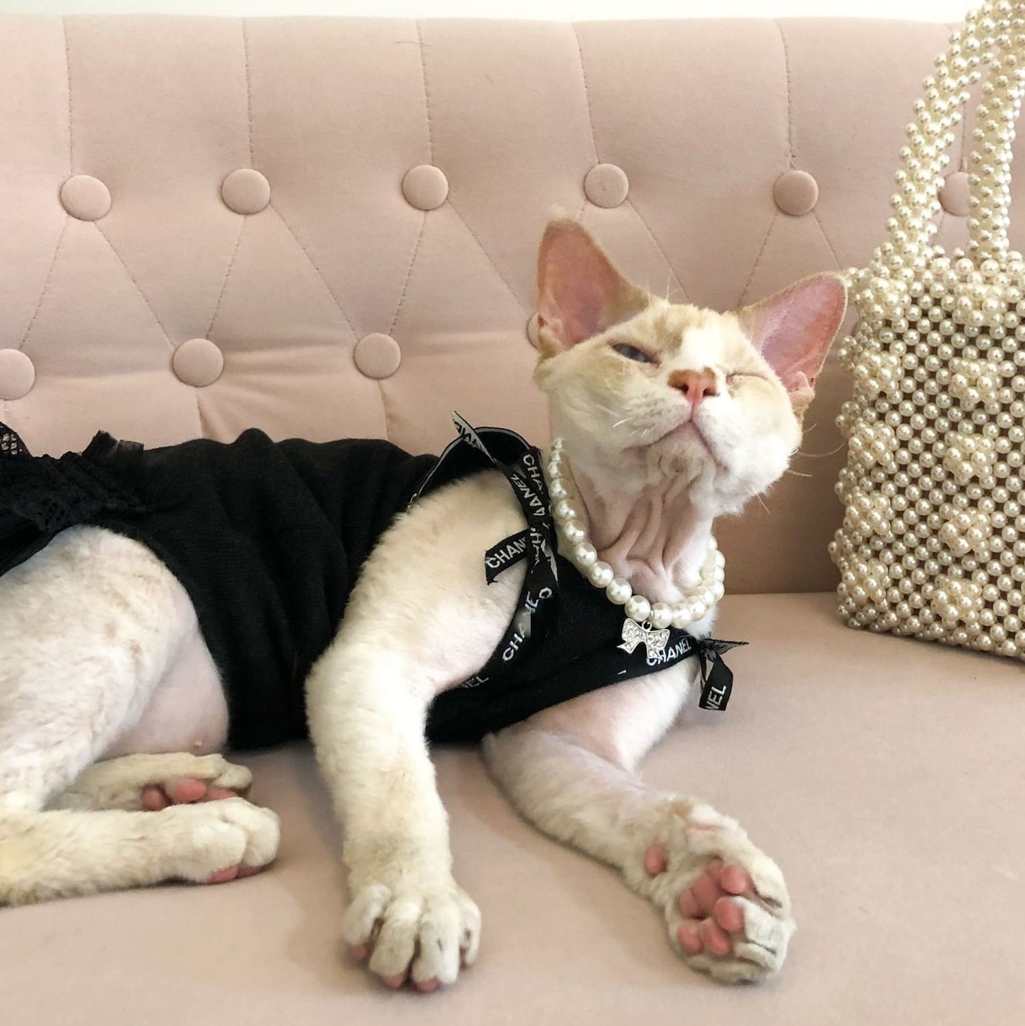 Chanel Cat Collar