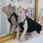 Kitty Costume for Cats | Black "Chanel" Dress for Sphynx 😺
