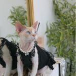 Kitty Costume for Cats | Black "Chanel" Dress for Sphynx 😺