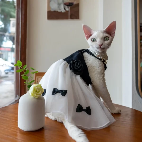 Kitty Costume for Cats-Bow Black White Dress