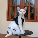 Kitty Costume for Cats-Bow Black White Dress