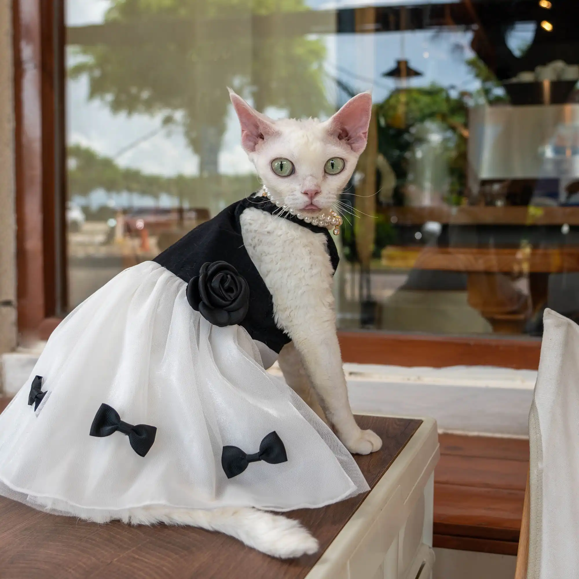 dresses for cats