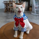 Kitty Costumes for Cats-White
