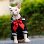 Kitty Costumes for Cats-Black