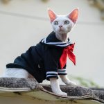 Kitty Kostüme für Katzen-Schwarz