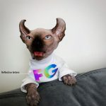 Shirt for Sphynx Cat | Fashion Customized Letters Shirt for Cat