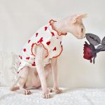 Sleeveless Shirt for Sphynx-Red heart shirt