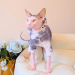 Sphynx Cat Clothes Tie Dye | Grey Tie-dye Hoodie for Sphynx Cat
