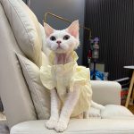 Sphynx Cat Dress Clothes-Yellow dress for cat