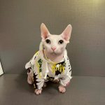 Sphynx Cat UV Clothes | Sun Protection Clothing for Sphynx Hairless Cat