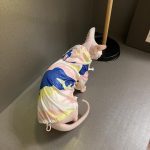 Sphynx Cat UV Clothes | Sun Protection Clothing for Sphynx Hairless Cat