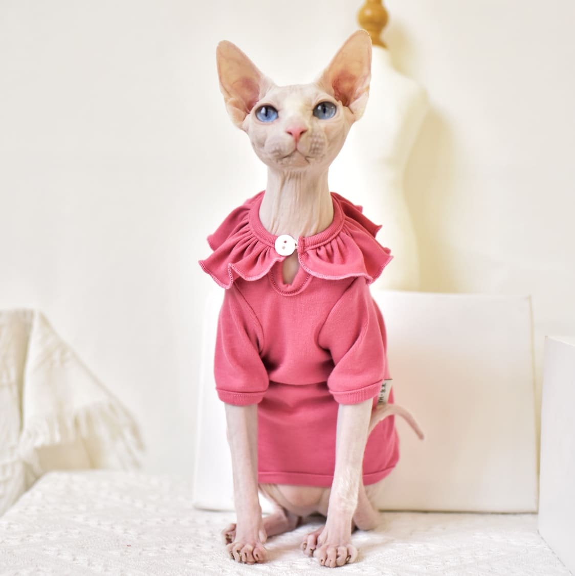 Designer Kitten Clothes  Classic LV T-shirt for Sphynx Cat