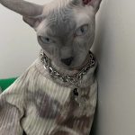 Tie-dye Shirt for Cat-Brown Breathable Tie-dye Shirt for Sphynx Cat