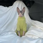 Turtleneck for Cat - Matcha green