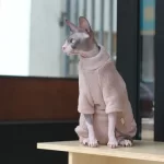 Turtleneck for Cat-Oatmeal