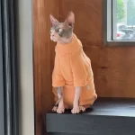 Turtleneck for Cat-Orange