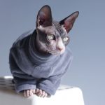 Turtleneck for Cat-Grey