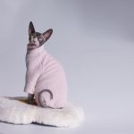 Turtleneck for Cat-Pink