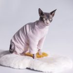 Turtleneck for Cat-Pink