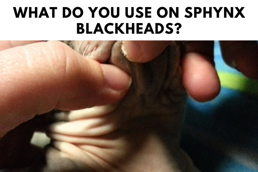 What Do You use on Sphynx Blackheads?