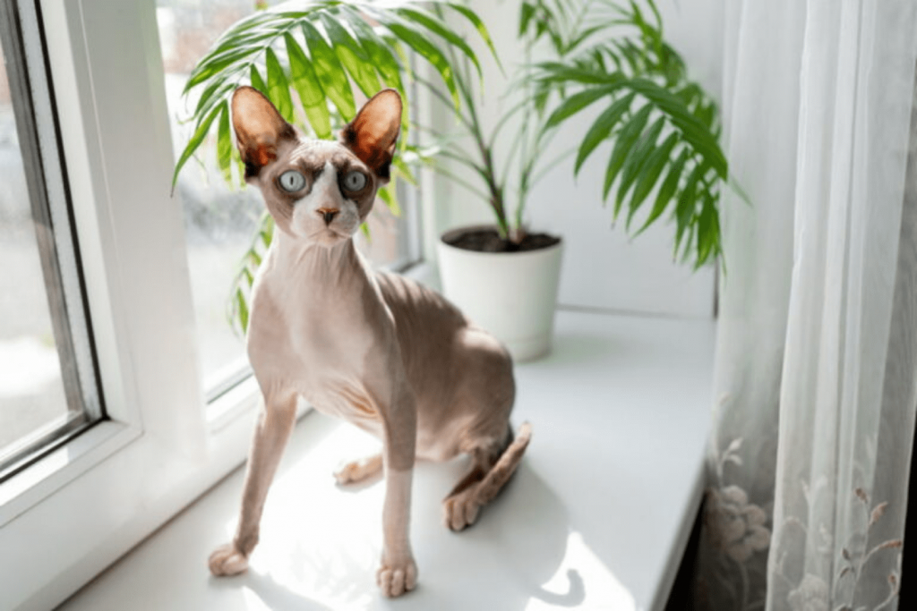 What is a Sphynx?