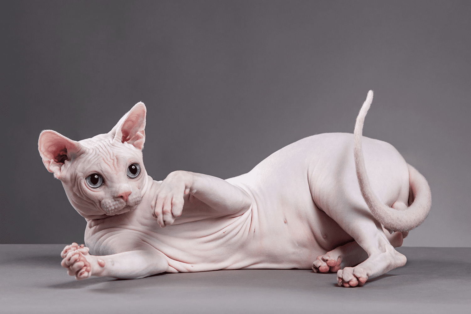 What is a Sphynx?