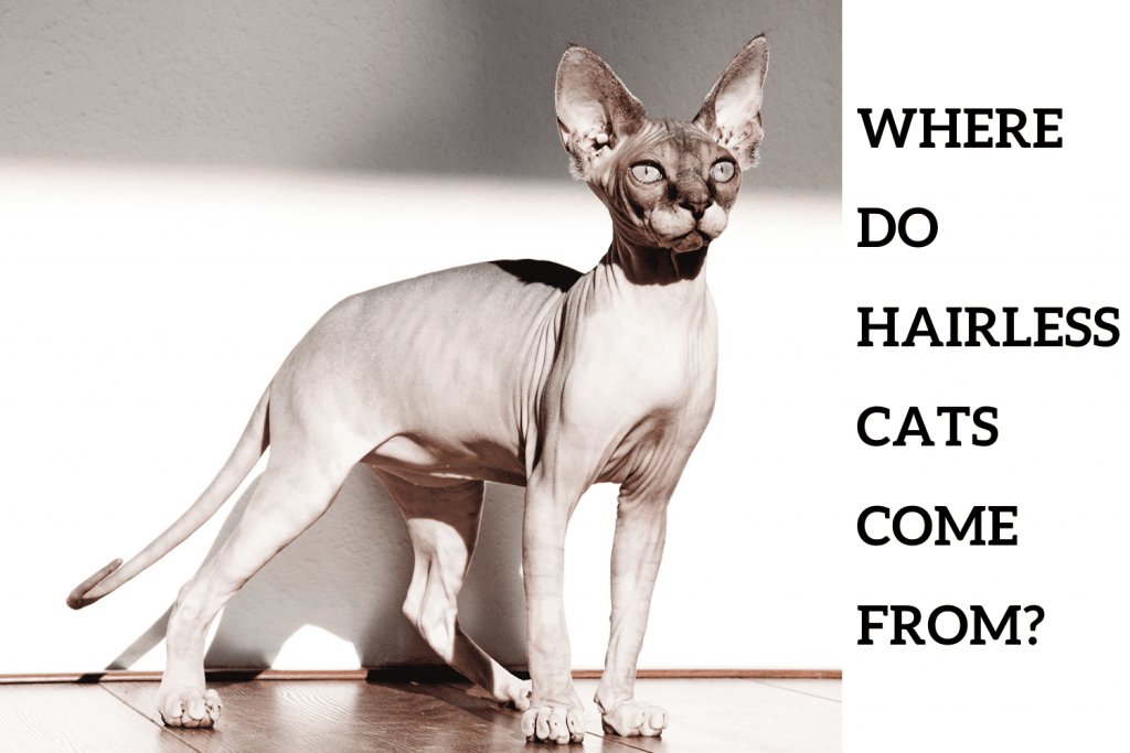 Where Do Hairless Cats Come from?