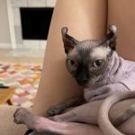 Designer Shirts for Cats-Dralon Fabric photo review