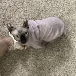 Designer Shirts for Cats-Dralon Fabric photo review