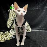 Clothing for Sphynx Cat | Yellow Leopard Tank Top for Sphynx Cat