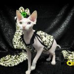 Clothing for Sphynx Cat | Yellow Leopard Tank Top for Sphynx Cat