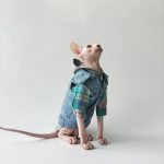 Denim Jacket for Cats | Louis Vuitton Denim Jacket for Sphynx Cat