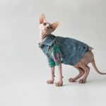 Veste en jean pour chat | Veste en jean Louis Vuitton pour chat Sphynx