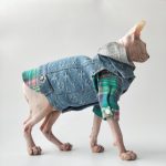 Denim Jacket for Cats | Louis Vuitton Denim Jacket for Sphynx Cat