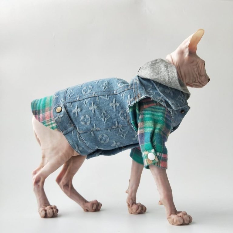 Denim Jacket for Cats Louis Vuitton Denim Jacket for Sphynx Cat