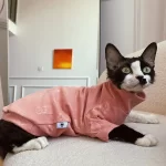 Designer Shirts for Cats-orange