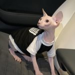 Designer Shirts for Cats | "Alexander Wang" Shirt Tank Top for Sphynx