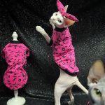 Kitten Clothes for Kittens | Pink Shirt, Tank Top for Sphynx Hairless Cat