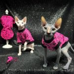 Kitten Clothes for Kittens | Pink Shirt, Tank Top for Sphynx Hairless Cat