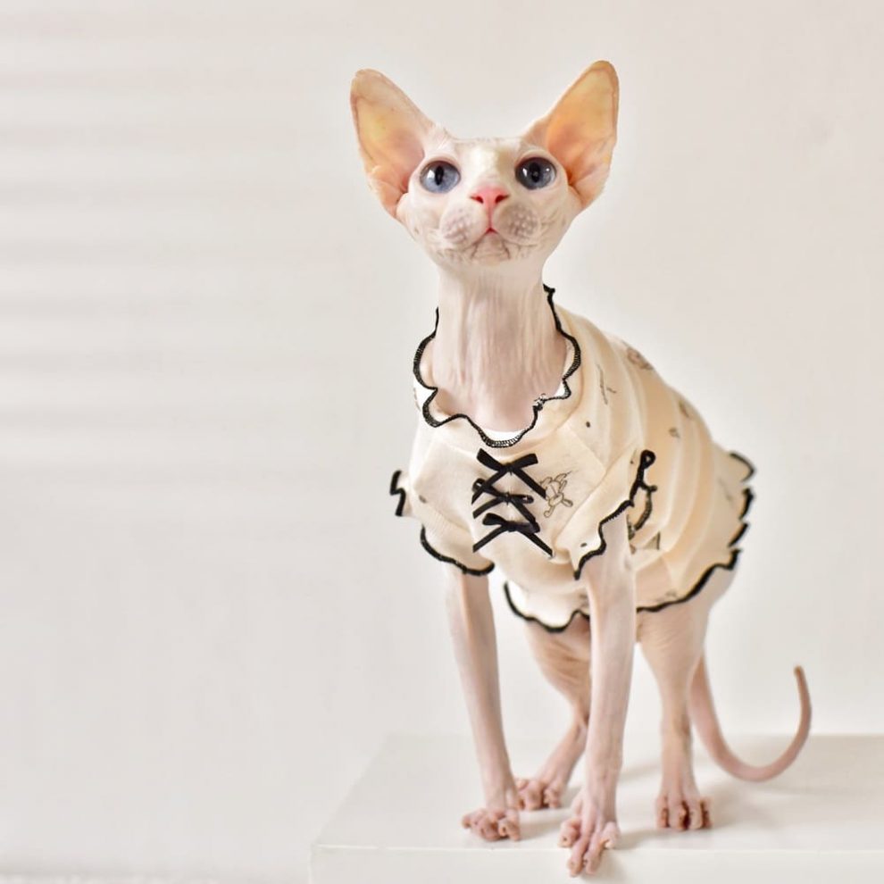 Sphynx Hairless Cat Clothes Little Bear Sleeveless Shirt for Sphynx Cat