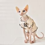 Ropa para gato sin pelo Sphynx | Camisa sin mangas Little Bear para gato Sphynx