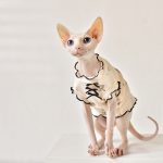 Sphynx Hairless Cat Clothes | Little Bear Sleeveless Shirt for Sphynx Cat