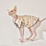 Sphynx Hairless Cat Clothes | Little Bear Sleeveless Shirt for Sphynx Cat