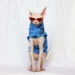 Sphynx One Hole Sweater PUMA Blue Sweater for Sphynx Hairless Cat