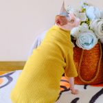 Cute Cat Sweaters for Cats | Sweaters with Buttons for Sphynx Cats
