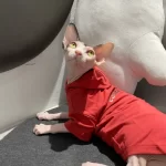 Designer Hoodie for Sphynx | "ESSENTIALS" Hoodie&Sweatshirt for Cat