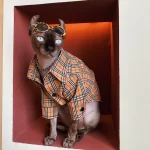 Designer Shirt for Hairless-Burberry