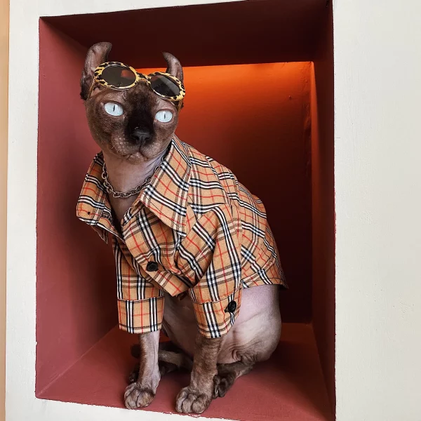 Designer Shirt for Hairless-Burberry