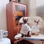 Designer Shirt for Hairless-Champion